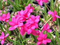 Big cerise pink flowers
